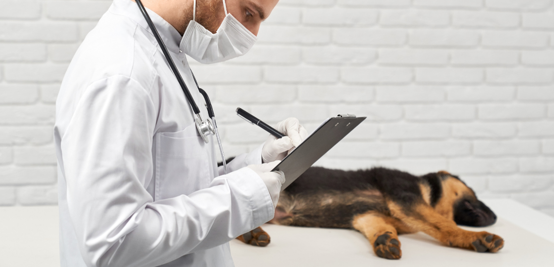 blog de marketing veterinario