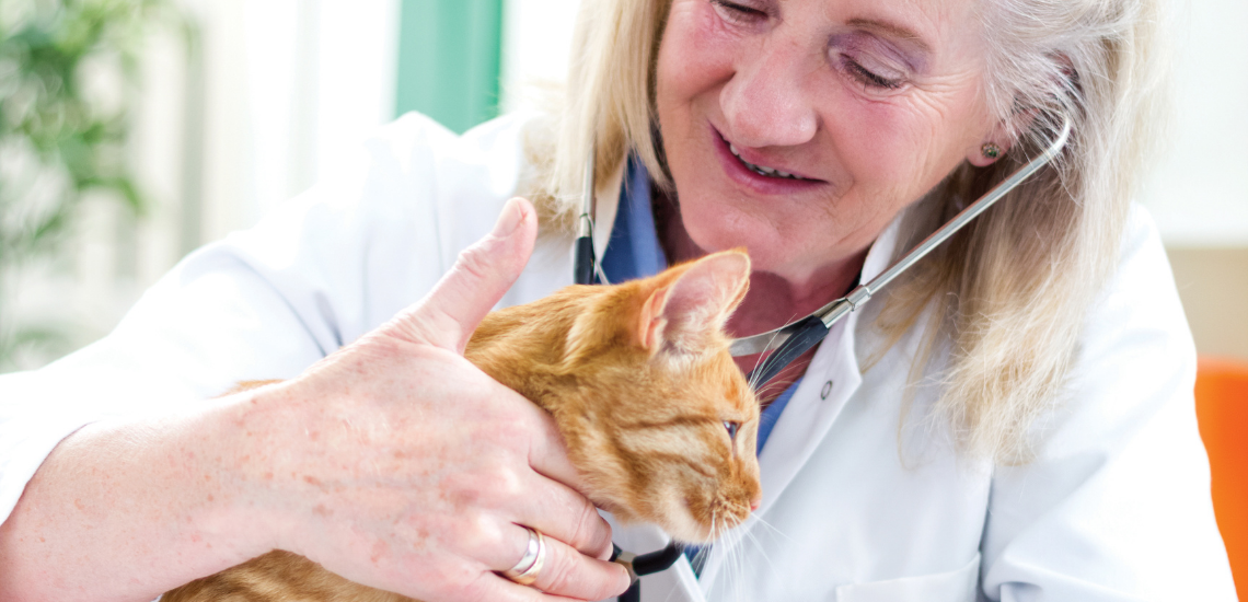 blog de marketing veterinario