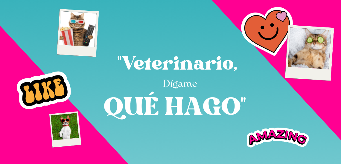 blog de marketing veterinario