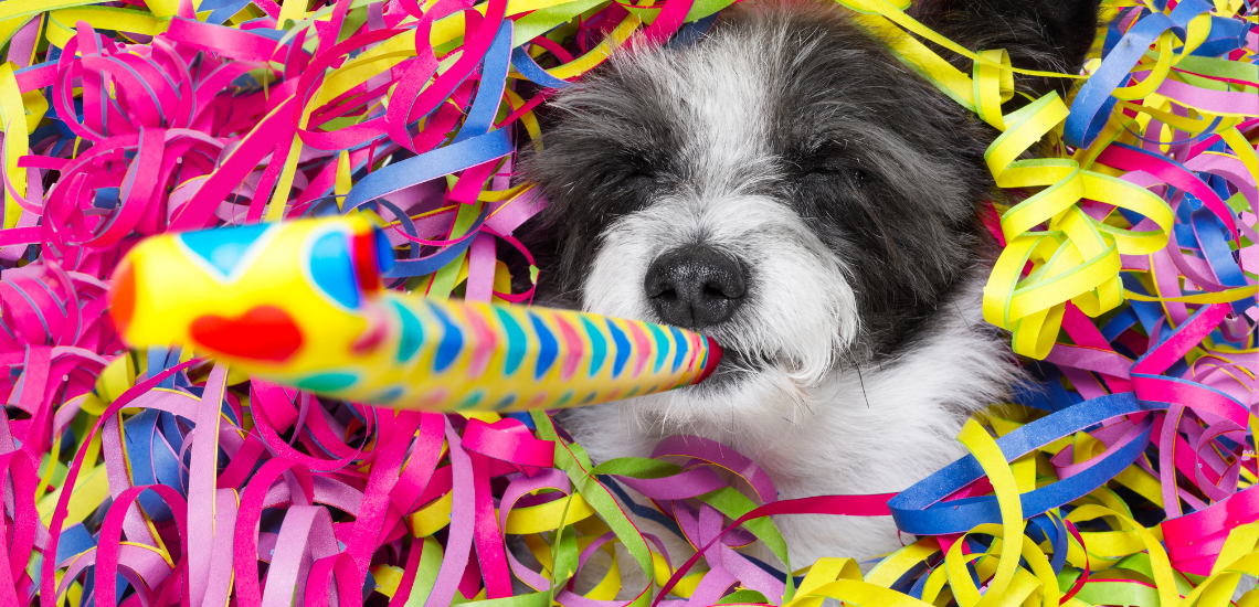 blog de marketing veterinario