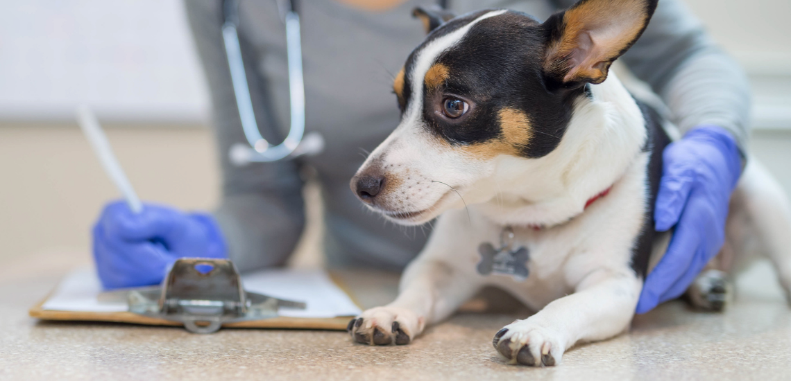 blog de marketing veterinario