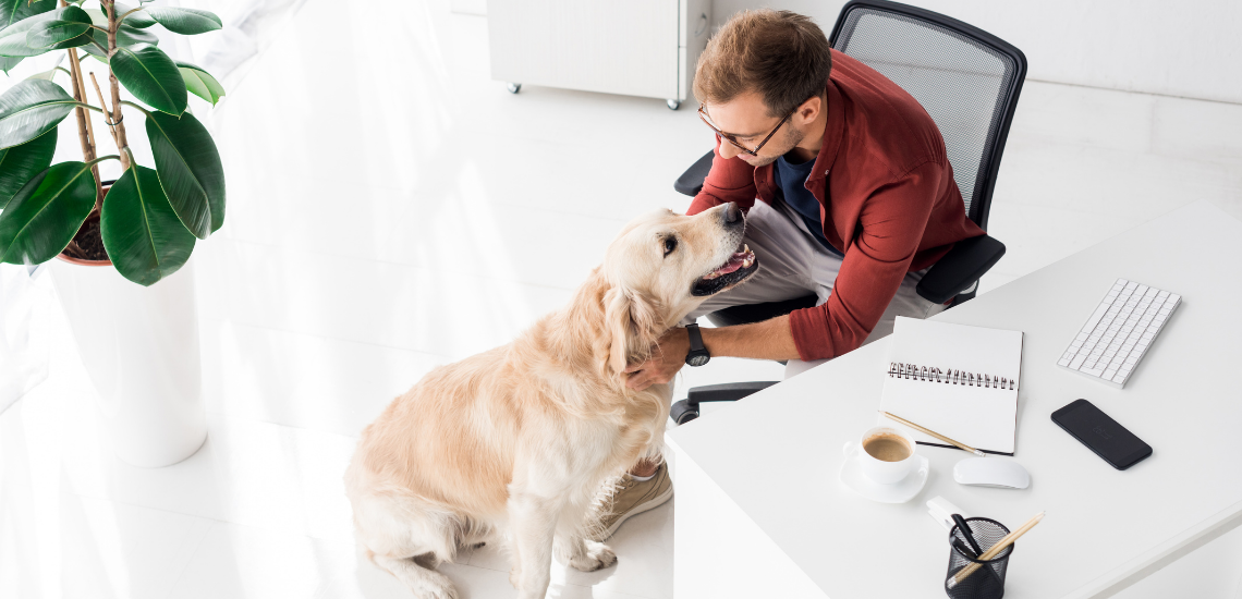 blog de marketing veterinario